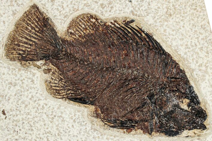 Detailed Fossil Fish (Cockerellites) - Wyoming #349280